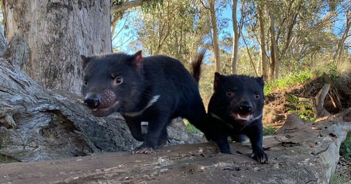 Australia: after 3,000 years Tasmanian demons were born