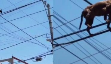 translated from Spanish: Chihuahua puppy caught walking on light wires