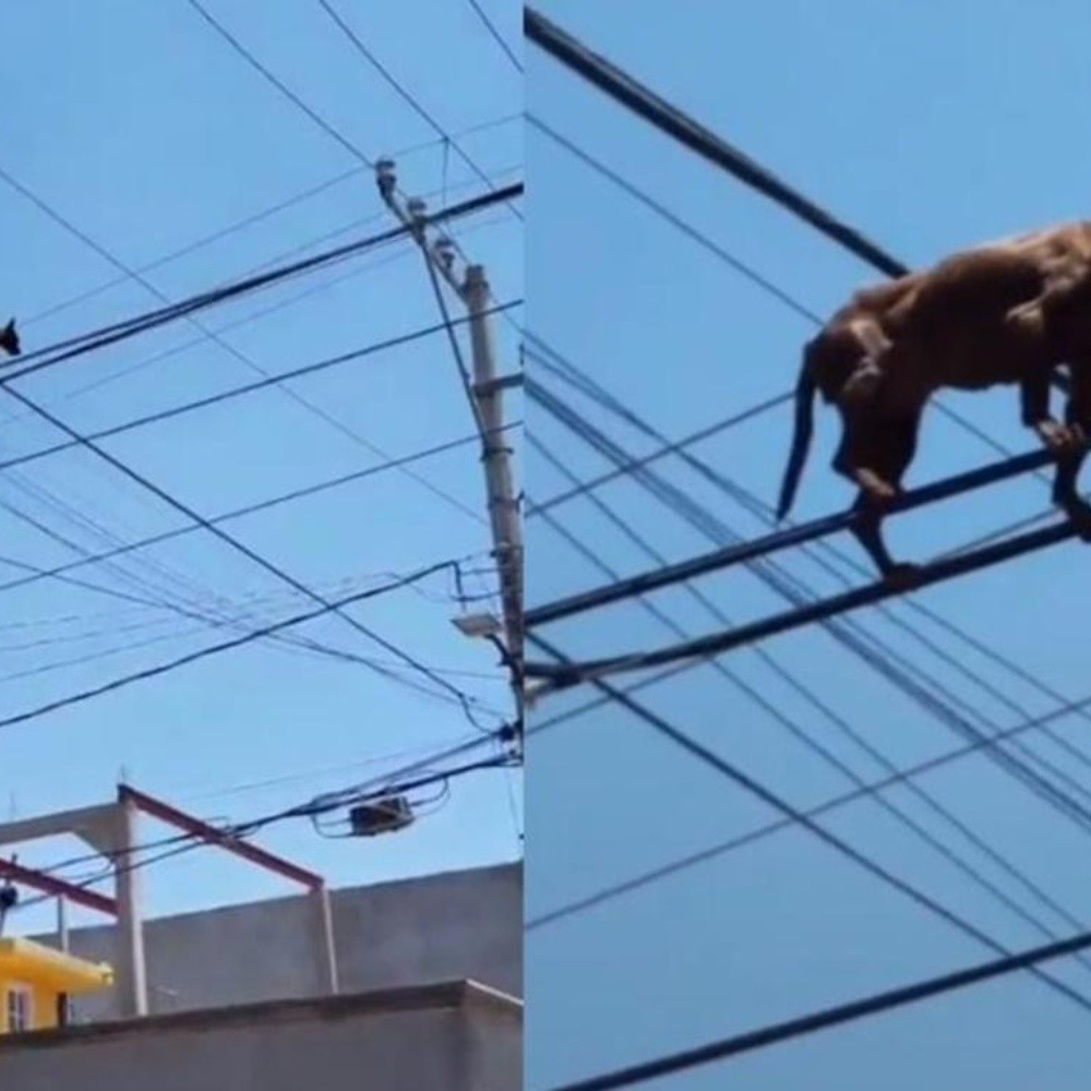 Chihuahua puppy caught walking on light wires