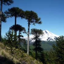 New edges of the conflict in La Araucanía: Temuco and the desired Mapuche soil