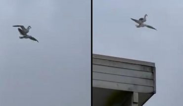 translated from Spanish: Seagull uses each other’s back to enjoy private flight