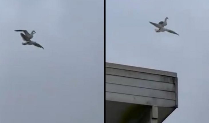 translated from Spanish: Seagull uses each other’s back to enjoy private flight
