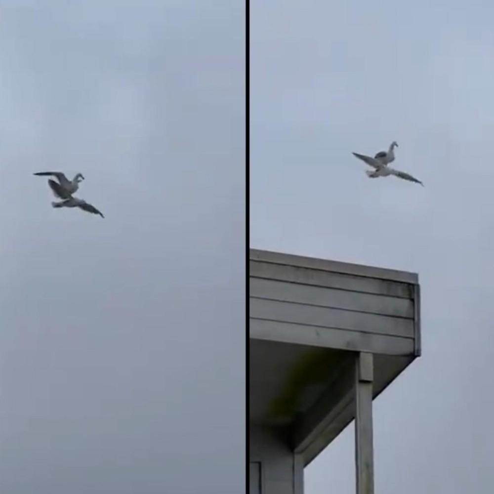 Seagull uses each other's back to enjoy private flight
