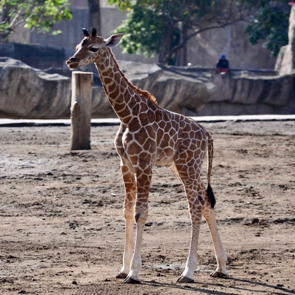 ¡Hermoso! Nace bebé jirafa en el Zoológico de San Juan de Aragón, Ciudad de México