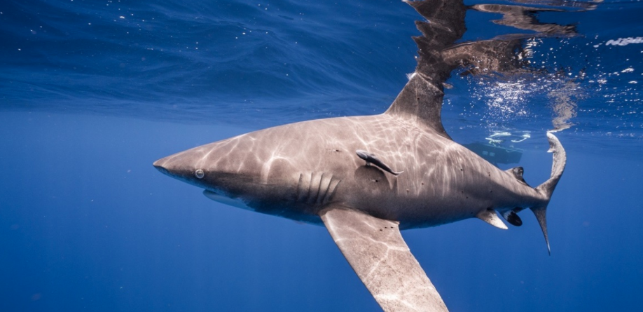 Bajan 70% poblaciones de tiburones y rayas en últimos 50 años por pesca