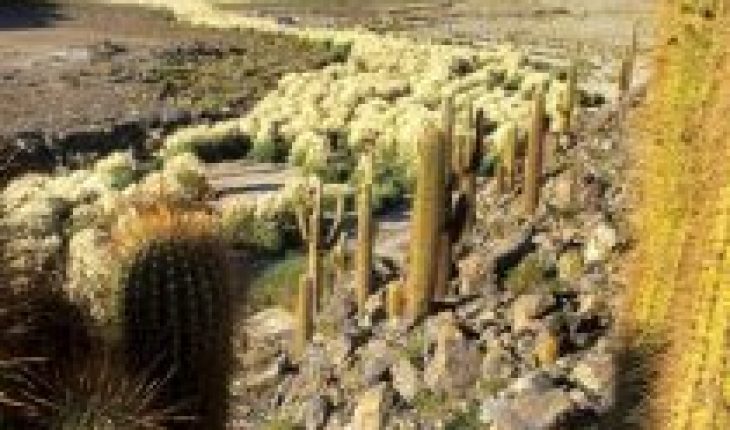 Descubren en Italia más de mil cactus raros extraídos ilegalmente de Chile