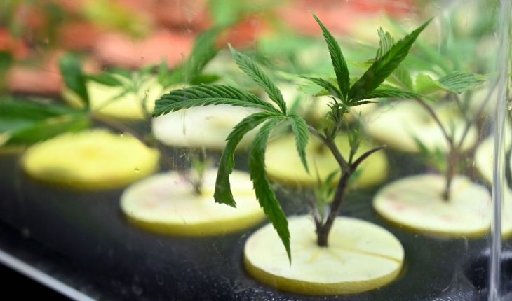 El gobierno envió al Congreso el proyecto para el marco regulatorio del cannabis