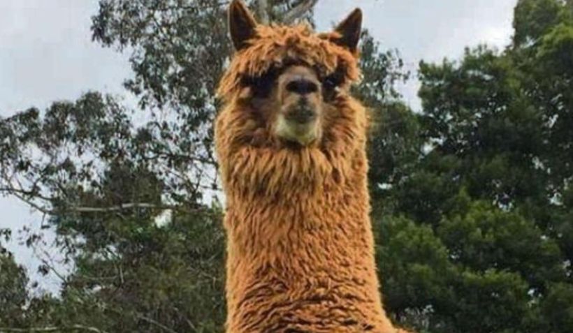 Empresa alemana compró licencia para comercializar anticuerpo de alpaca contra el covid creado en Chile