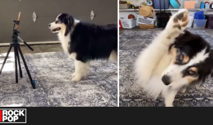 La mascota viral graba sus propios vídeos