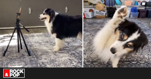 La mascota viral graba sus propios vídeos