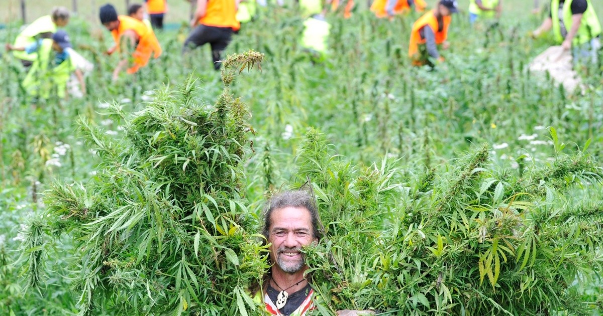 Lo echaron del trabajo y ahora está cosechando marihuana en California: "De 15, 12 somos argentinos"