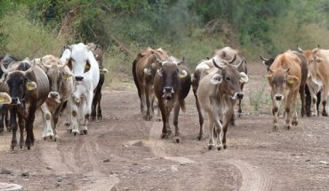 Sequía acaba con la vida del ganado en Salvador Alvarado