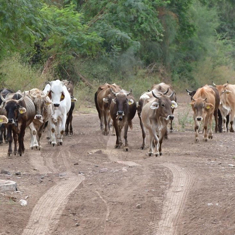 Sequía acaba con la vida del ganado en Salvador Alvarado