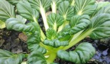 Tatsoi, la planta más popular de Asia también se cultiva en Coquimbo
