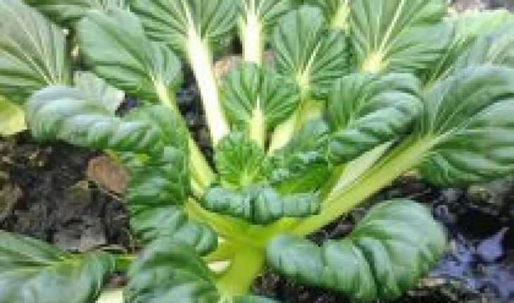 Tatsoi, la planta más popular de Asia también se cultiva en Coquimbo