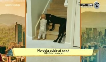 Perrito cuida a bebé en escaleras | La Bola del 6