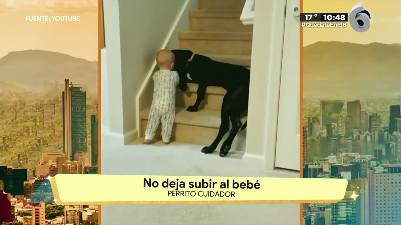 Perrito cuida a bebé en escaleras | La Bola del 6
