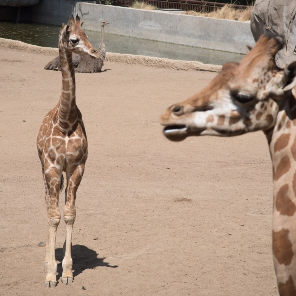 Adelita will be called the baby giraffe of the Chapultepec Zoo, know why