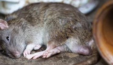 translated from Spanish: First case of hantavirus detected in Michigan