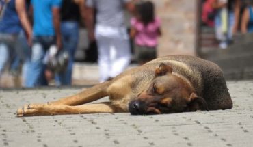 translated from Spanish: In Morelia, they link to trial allegedly responsible for animal cruelty