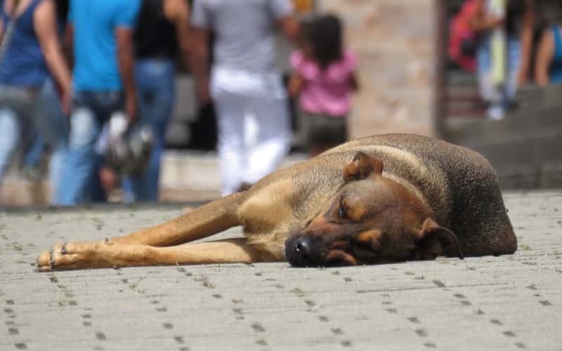 In Morelia, they link to trial allegedly responsible for animal cruelty