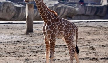 ¡Hermoso! Nace bebé jirafa en el Zoológico de San Juan de Aragón, Ciudad de México