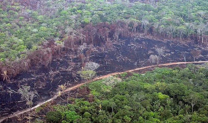 Brasil: Gobiernos regionales se unen para proteger la Amazonía sin depender de Bolsonaro