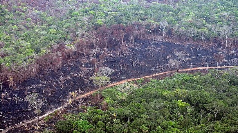 Brasil: Gobiernos regionales se unen para proteger la Amazonía sin depender de Bolsonaro