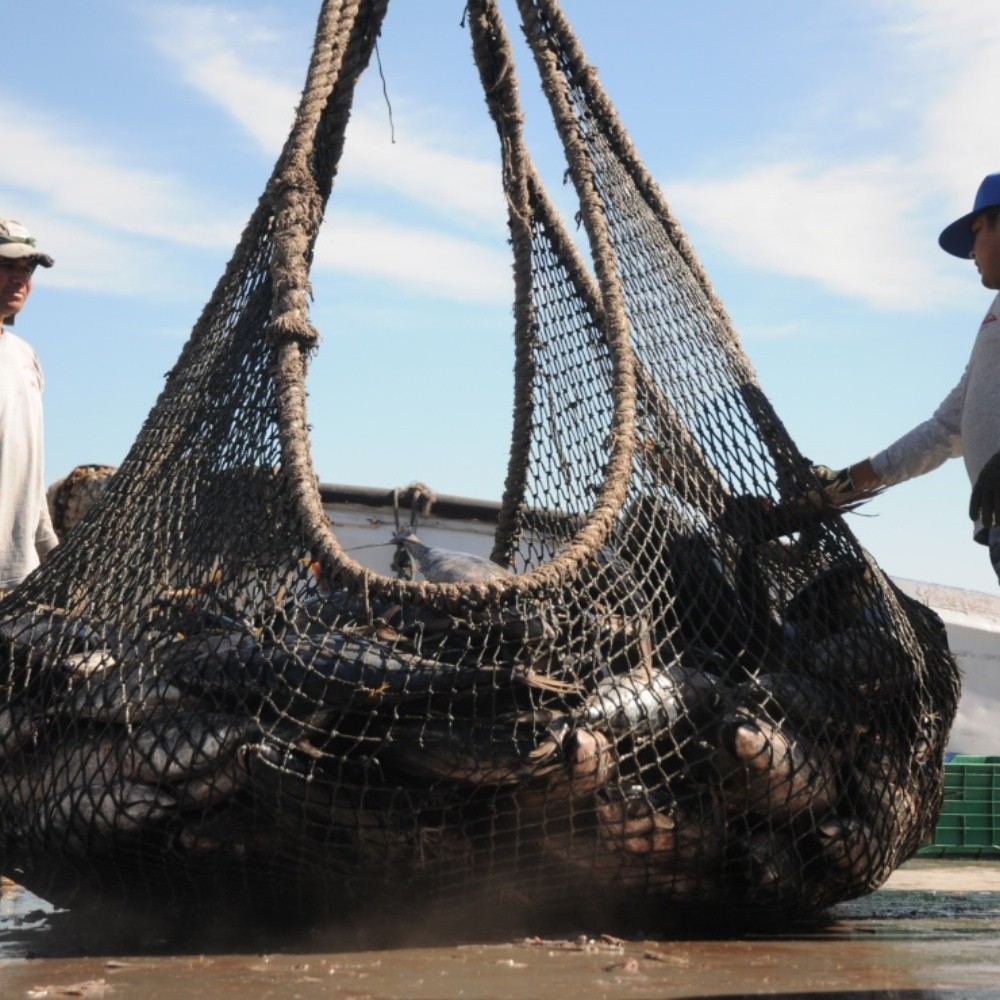 Conapesca establece fechas para la veda del atún en México