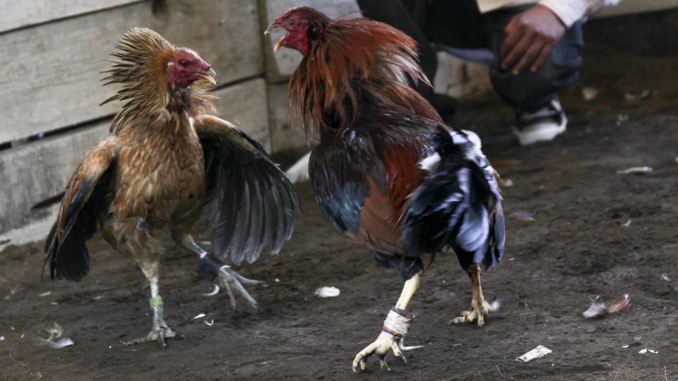 Hidalgo declara peleas de gallos patrimonio cultural para evitar prohibición