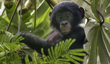 Los bonobos mantienen relaciones homosexuales al terminar conflictos e instaurar la paz