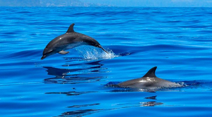 Los delfines adaptaron su esperma para reproducirse en el medio acuático