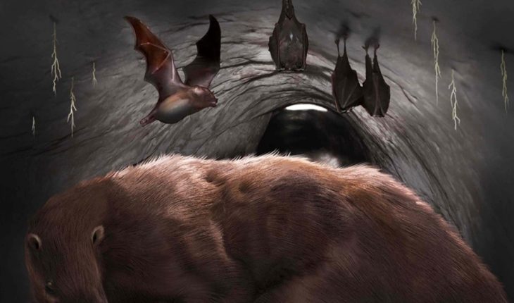 Miramar: hallan en una cueva el fósil de un vampiro extinto