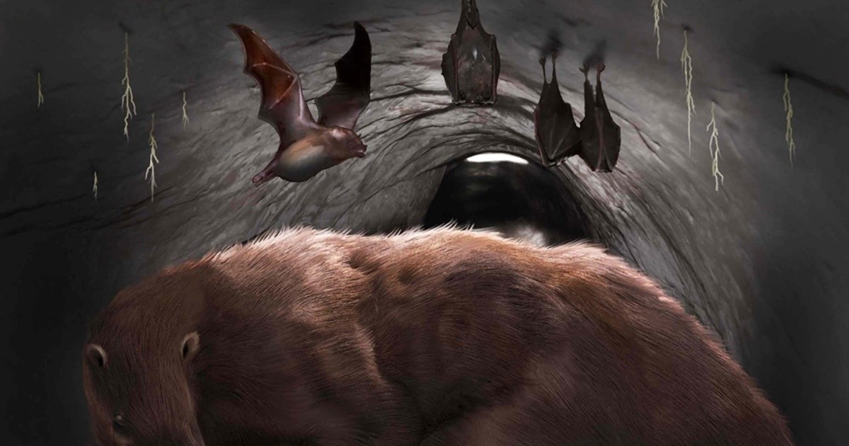 Miramar: hallan en una cueva el fósil de un vampiro extinto