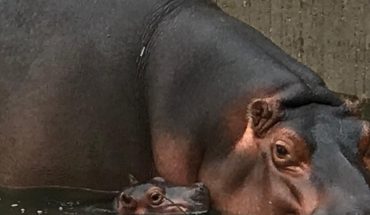 Nace hipopótamo en el Zoológico de Guadalajara