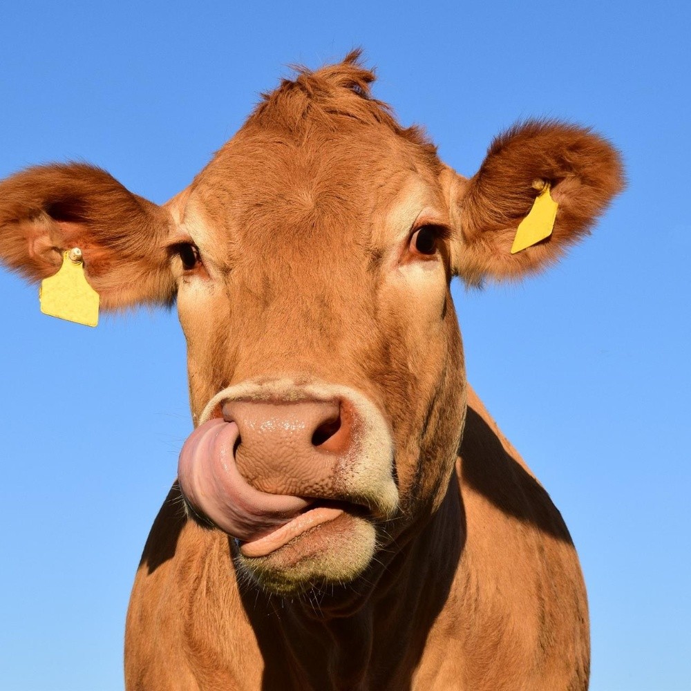 Rusos alteran genética de las vacas productoras de lácteos