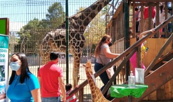 Sin cursos de verano en el Zoológico de Culiacán
