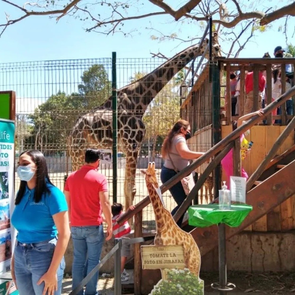 Sin cursos de verano en el Zoológico de Culiacán