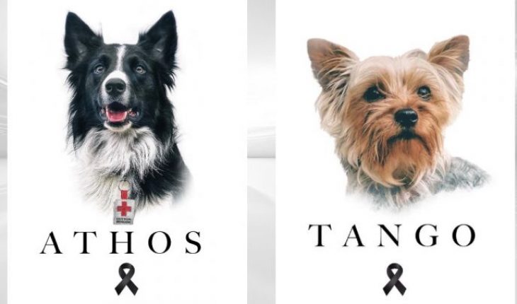 Supuesto asesino de Athos y Tango, perros rescatistas de Querétaro es detenido