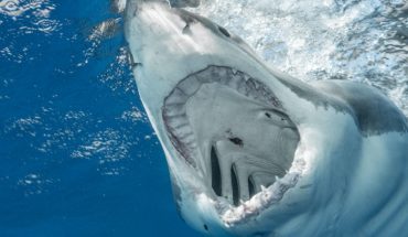 Tiburón mata a bañista que entró al mar a orinar en Brasil