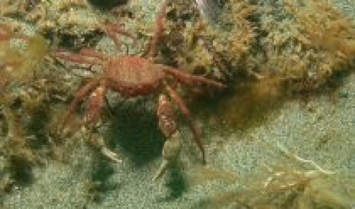 translated from Spanish: An upcoming invader? The southern crab could settle in Antarctica by 2100