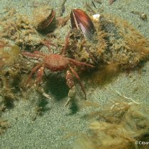 An upcoming invader? The southern crab could settle in Antarctica by 2100