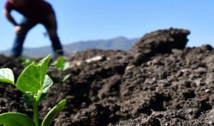 translated from Spanish: Farmers urged not to exploit soil in Sinaloa