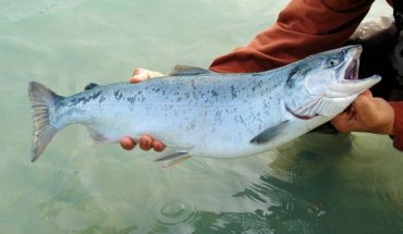 translated from Spanish: Salmon are poisoned with cocaine on Farm in Germany