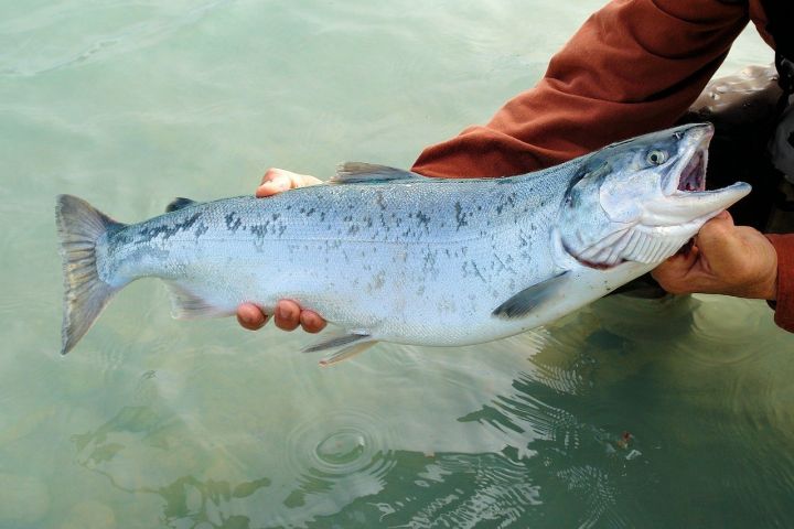 Salmon are poisoned with cocaine on Farm in Germany