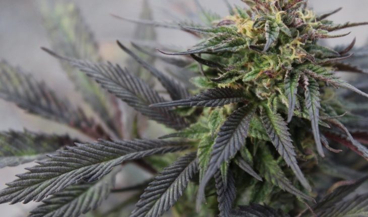 translated from Spanish: Scientists discover the origin and evolution of marijuana