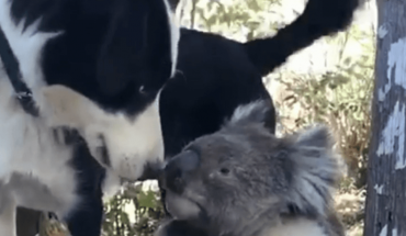 Australia: El tierno video de un perro que comparte su agua con un koala sediento