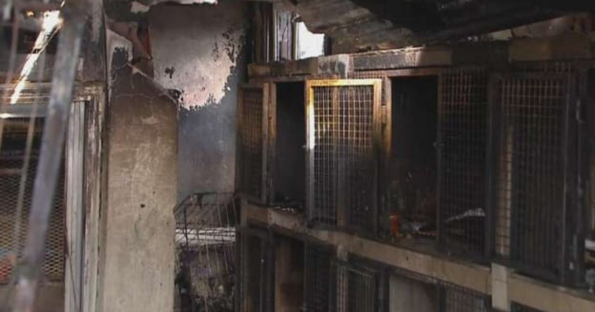 Dos empresas ofrecen ayuda para el refugio de animales que se incendió en Quilmes