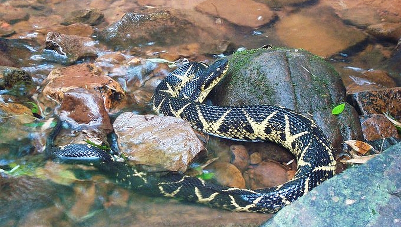 Identifican en Brasil sustancia presente en el veneno de una serpiente que impediría la reproducción del Covid