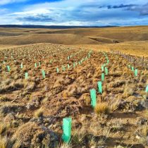 Miguel Torres, Patagonia y la irresponsable mitigación del cambio climático